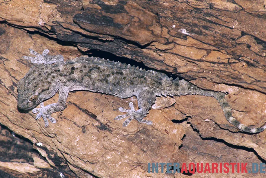 Weißpunktmauergecko, Tarentola annularis