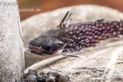 Weißpunkt-Trugdornwels, Tatia intermedia, 3-4 cm