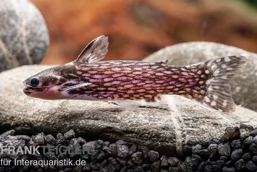 Weißpunkt-Trugdornwels, Tatia intermedia, 3-4 cm