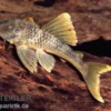 Weißsaum-Trugschilderwels, Wels L141 / L215 Ancistomus snethlageae, 6-8 cm