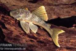 Weißsaum-Trugschilderwels, Wels L141 / L215 Ancistomus snethlageae, 6-8 cm