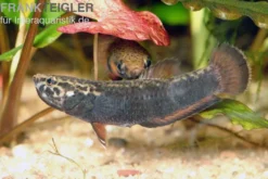 Weißsaum-Zwergkampffisch, Betta albimarginata, gemischt