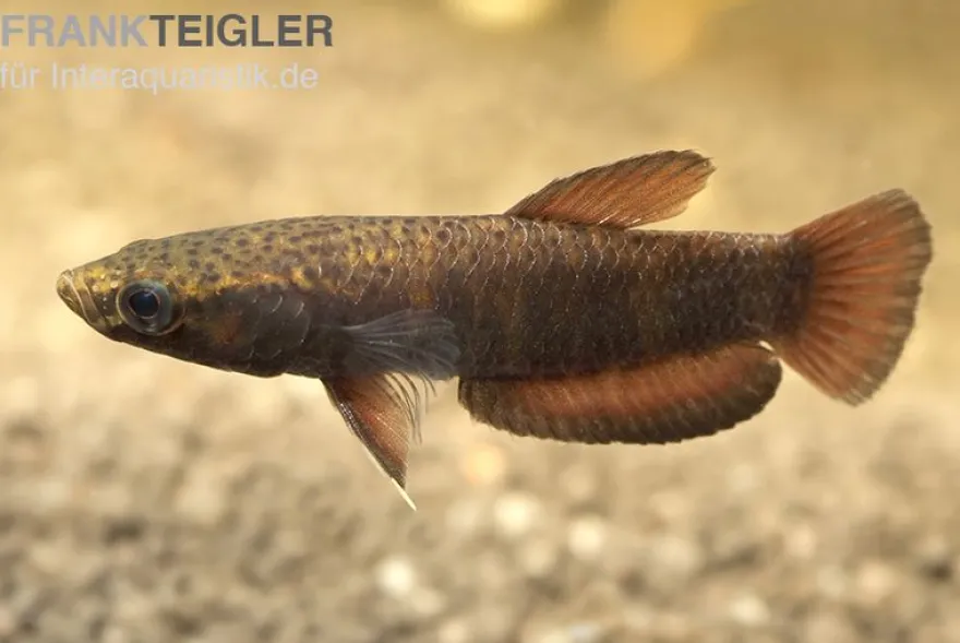 Weißsaum-Zwergkampffisch, Betta albimarginata, gemischt