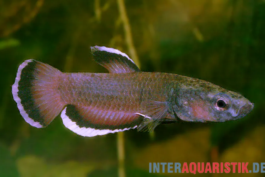 Weißsaum-Zwergkampffisch "Malinau", Betta albimarginata "Malinau", paarweise