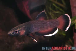 Weißsaum-Zwergkampffisch "Malinau", Betta albimarginata "Malinau", paarweise