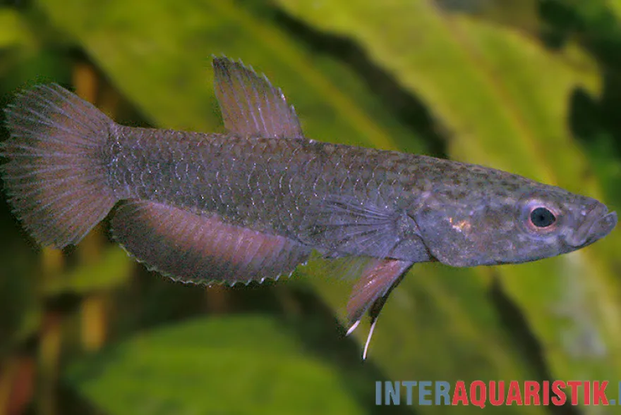 Weißsaum-Zwergkampffisch "Malinau", Betta albimarginata "Malinau", paarweise