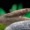 Weißsaum-Zwergkampffisch "Sebuku", Betta albimarginata "Sebuku"