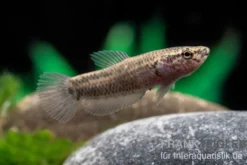 Weißsaum-Zwergkampffisch "Sebuku", Betta albimarginata "Sebuku"