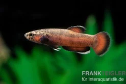 Weißsaum-Zwergkampffisch "Sebuku", Betta albimarginata "Sebuku"