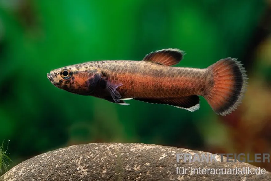 Weißsaum-Zwergkampffisch "Sebuku", Betta albimarginata "Sebuku"