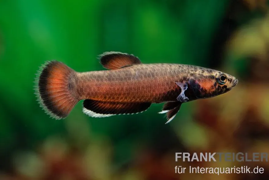 Weißsaum-Zwergkampffisch "Sebuku", Betta albimarginata "Sebuku"