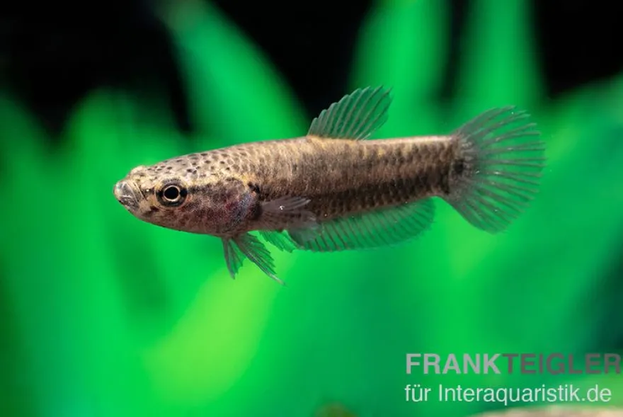 Weißsaum-Zwergkampffisch "Sebuku", Betta albimarginata "Sebuku"