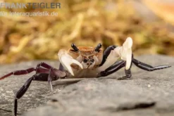Weißscheren-Krabbe, Lepidothelphusa cognetti, Zufällig ausgewählt