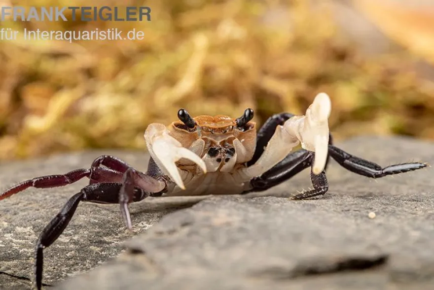 Weißscheren-Krabbe, Lepidothelphusa cognetti, Zufällig ausgewählt