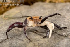 Weißscheren-Krabbe, Lepidothelphusa cognetti, Zufällig ausgewählt