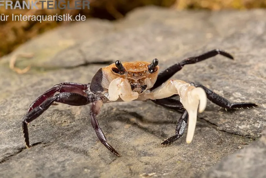 Weißscheren-Krabbe, Lepidothelphusa cognetti, Zufällig ausgewählt