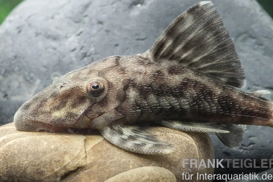Weißschwanz-Panaque, L90, Panaque sp., 4-5 cm