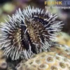 Weißspitzen-Pfaffenhut-Seeigel, Tripneustes spec.