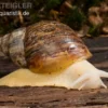Weisse Achatschnecke, Achatina fulica "White Jade"(Jungtier DNZ)