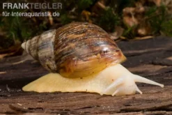Weisse Achatschnecke, Achatina fulica "White Jade"(Jungtier DNZ)
