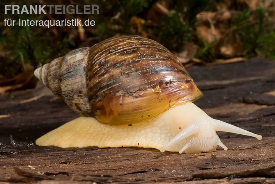 Weisse Achatschnecke, Achatina fulica "White Jade"(Jungtier DNZ)