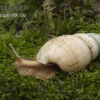 Weisse Hausschnecke, Limicolaria flammea unicolor WHITE