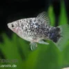 Weisser Calico Platy, Xiphophorus maculatus