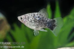 Weisser Calico Platy, Xiphophorus maculatus