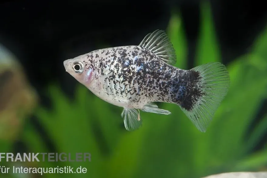 Weisser Calico Platy, Xiphophorus maculatus