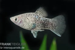 Weisser Calico Platy, Xiphophorus maculatus