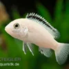 Weisser NKAHLI-Labidochromis, Labidochromis spec. NKAHLI, 3,5-5 cm
