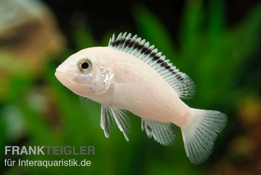Weisser NKAHLI-Labidochromis, Labidochromis spec. NKAHLI, 3,5-5 cm