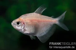 Weisser Trauermantelsalmler, Gymnocorymbus ternetzi WHITE