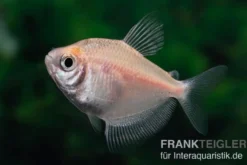 Weisser Trauermantelsalmler, Gymnocorymbus ternetzi WHITE