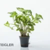 Weisse Schmetterlingstute, Syngonium White Butterfly (Terrariumpflanze)