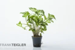 Weisse Schmetterlingstute, Syngonium White Butterfly (Terrariumpflanze)