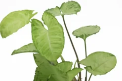 Weisse Schmetterlingstute, Syngonium White Butterfly (Terrariumpflanze)