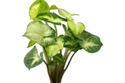 Weisse Schmetterlingstute, Syngonium White Butterfly (Terrariumpflanze)