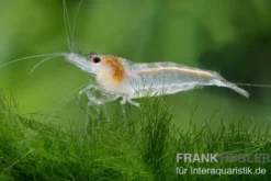Weisse Zebragarnele, Neocaridina babaulti White Zebra