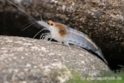 Weisse Zebragarnele, Neocaridina babaulti White Zebra