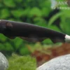 Weißstirn-Messerfisch, Apteronotus albifrons