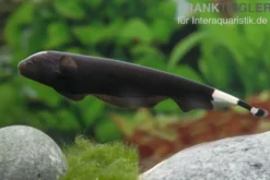 Weißstirn-Messerfisch, Apteronotus albifrons