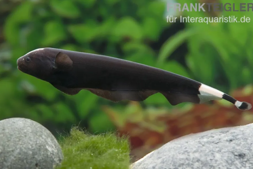 Weißstirn-Messerfisch, Apteronotus albifrons