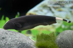 Weißstirn-Messerfisch, Apteronotus albifrons