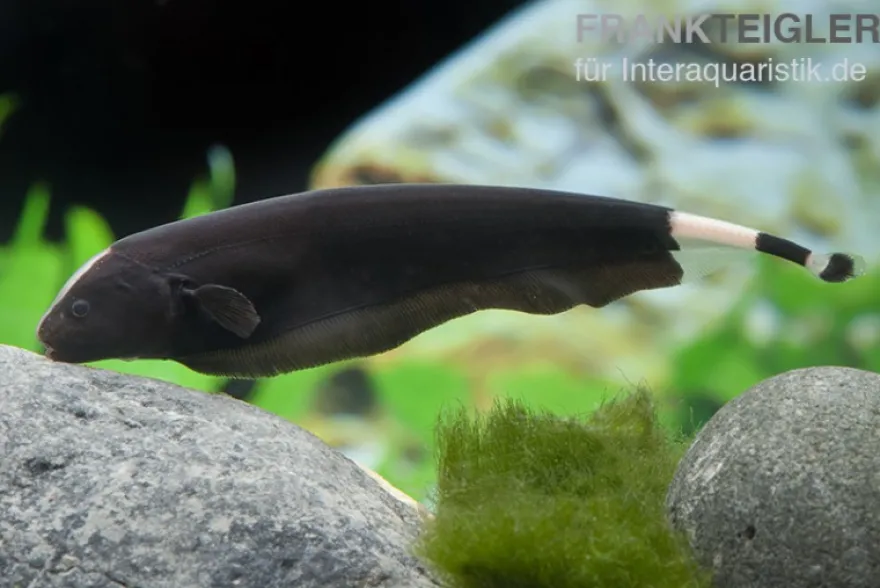 Weißstirn-Messerfisch, Apteronotus albifrons