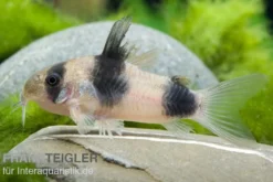 Weitzmans Panzerwels, Corydoras weitzmani