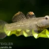 Weißwangengrundel, Rhinogobius duospilus
