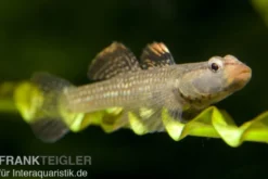 Weißwangengrundel, Rhinogobius duospilus
