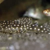 Wels L136b Demini-Engelsharnischwels, Hypancistrus sp. GROSSE PUNKTE