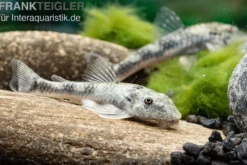 Wels LDA 25, Pitbull Pleco, Parotocinclus jumbo, DNZ